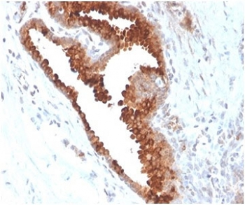 Aquaporin 4 Antibody / AQP4