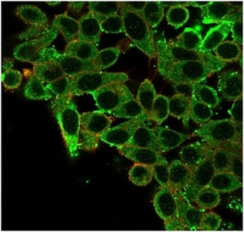 CNOT10 Antibody / CCR4-NOT transcription complex subunit 10