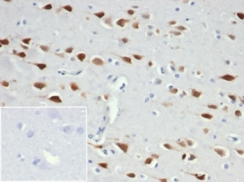 Recombinant NeuN Antibody / Fox3
