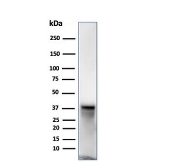 SPARC Antibody / Osteonectin
