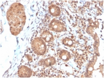 Interleukin 3 Antibody