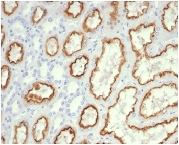 Recombinant Cdc20 Antibody