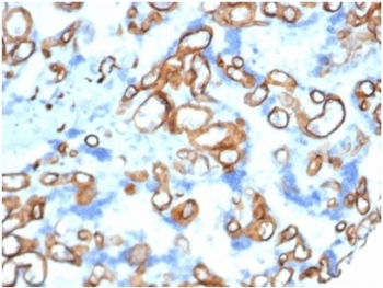 CD34 Antibody