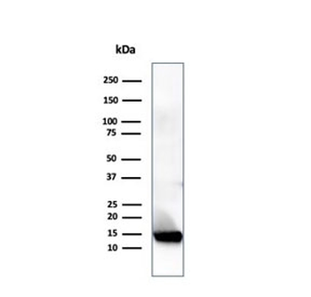 Resistin Antibody / RETN