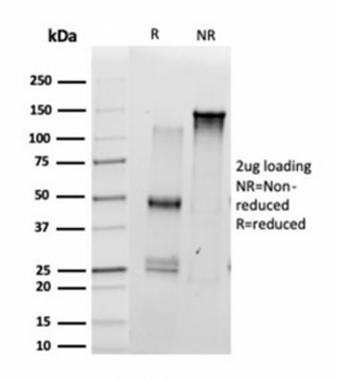 SCXA Antibody / Scleraxis