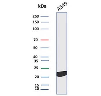 IL-18 Antibody
