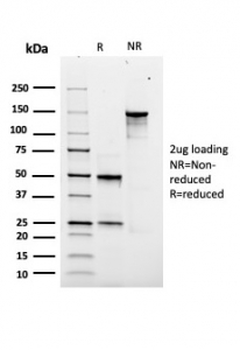 SOX9 Antibody