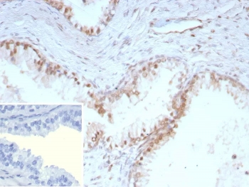 p27 Antibody / p27Kip1