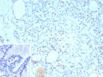NKX2.1 Antibody / TTF-1
