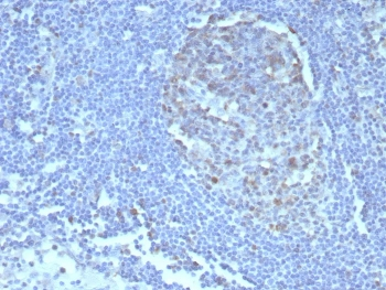 Caspase-3 Antibody