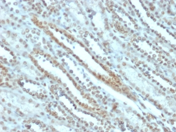 STAT3 Antibody