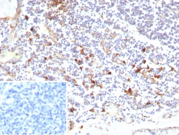 IL3RA Antibody / CD123