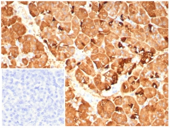 PNLIP Antibody / Pancreatic lipase