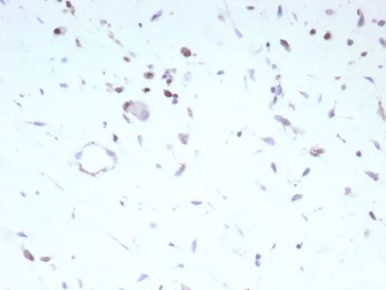 MyoD1 Antibody