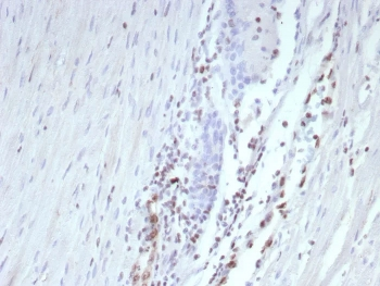 ERG Antibody / Transcriptional regulator ERG