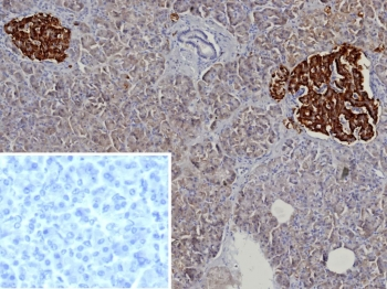 Chromogranin A Antibody