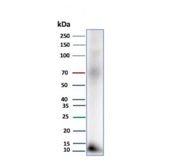 CLPS Antibody / Colipase