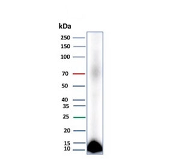 CLPS Antibody / Colipase