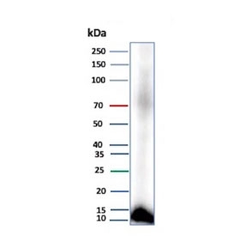 CLPS Antibody / Colipase
