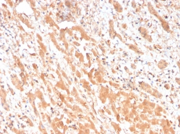 APOH Antibody / Apolipoprotein H