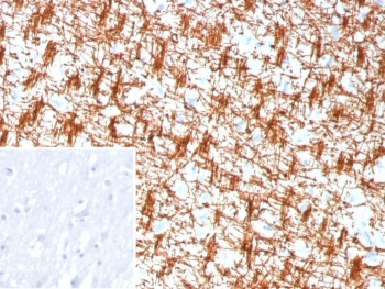 MBP Antibody / Myelin Basic Protein