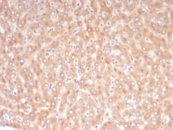 ALDH1L1 Antibody