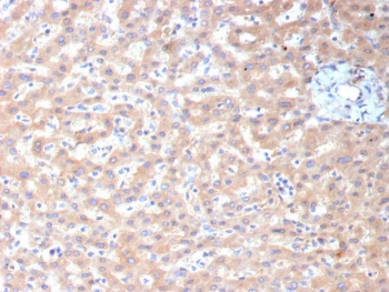 ALDH1L1 Antibody