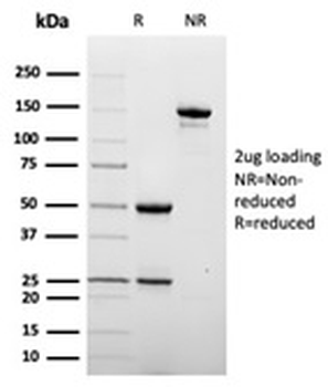 DC-SIGN Antibody / CD209