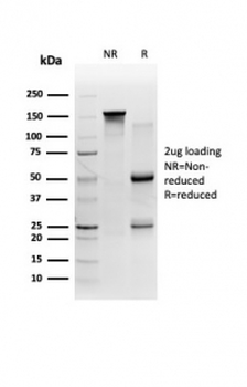58K Golgi protein Antibody / Golgi Marker
