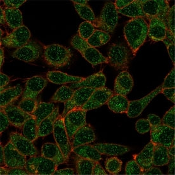 IRF9 Antibody / Interferon regulatory factor 9