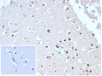NeuN Antibody / Fox3