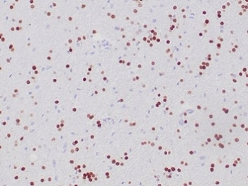 OLIG2 Antibody