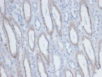 Biotin / Vitamin B7 / Vitamin H Antibody