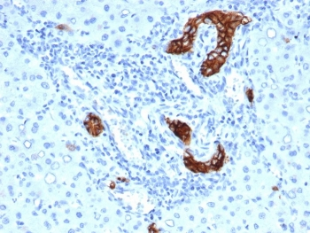 TROP2 Antibody / TACSTD2