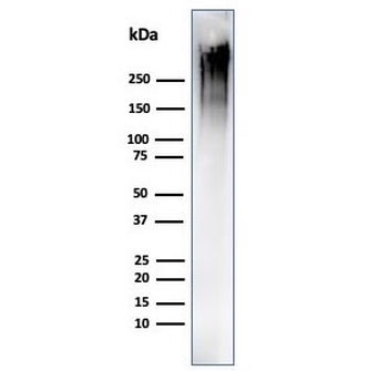 MUC1 Antibody / Mucin-1
