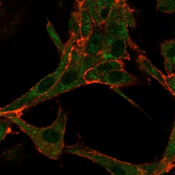 THG1 Antibody / RHOXF2