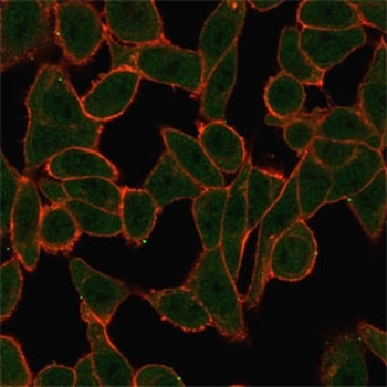 SCXA Antibody / Scleraxis