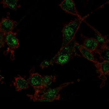 TRIM27 Antibody