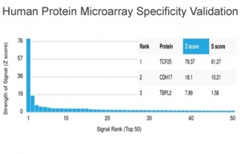 TCF25 Antibody / Transcription factor 25