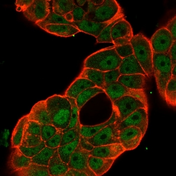 p65 Antibody / NF-kB