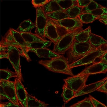 SIRT2 Antibody