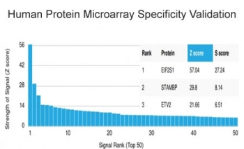 EIF2A Antibody / EIF2S1
