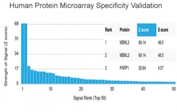 MBNL3 Antibody