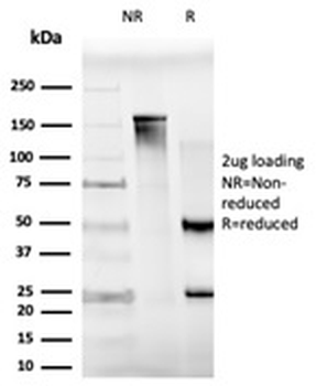 MXI1 Antibody / BHLHC11