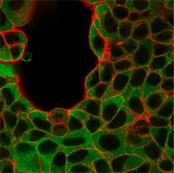 IRF3 Antibody