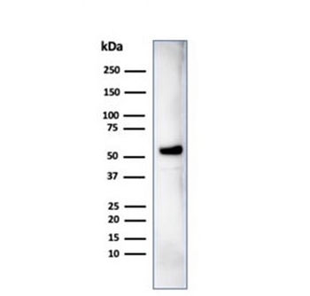 IRF3 Antibody