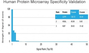 Leptin Receptor Antibody / LEPR