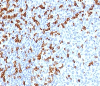 CD7 Antibody