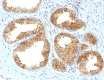 COX2 Antibody / PTGS2