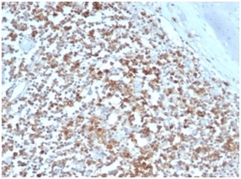 HLA-G Antibody